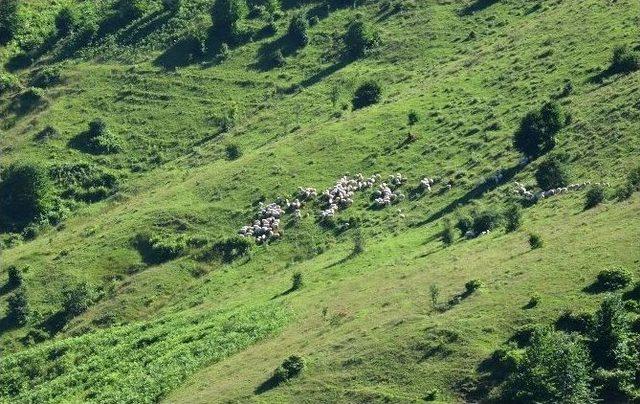 Yaylalar Koyun Sürüleriyle Şenlendi