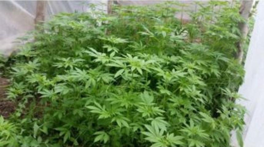 Evin Bah&ccedil;esinde 11 K&ouml;k Hint Keneviri Ele Ge&ccedil;irildi