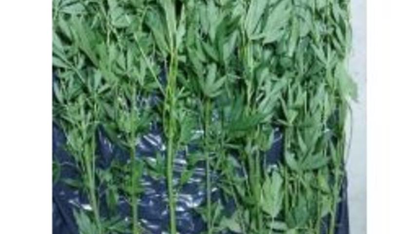 &Ccedil;orum Polisinden Hint Keneviri Operasyonu