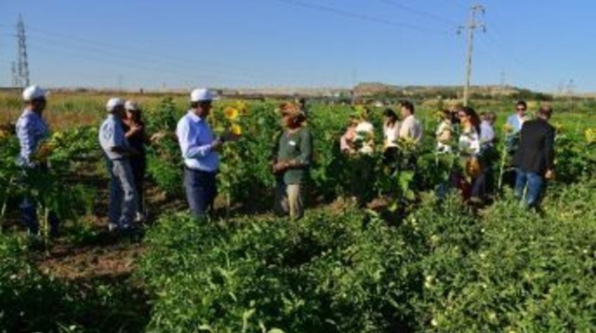 Eş Başkan Anlı, Kent Bostanı&rsquo;nın İlk Mahsul&uuml;n&uuml; Topladı