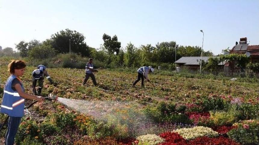 Pamukkale&rsquo;de 100 Bin &Ccedil;i&ccedil;ek A&ccedil;tı