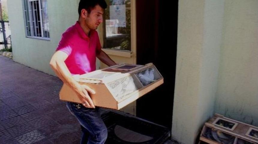 Havaalanında Kaçak Papağan Operasyonu