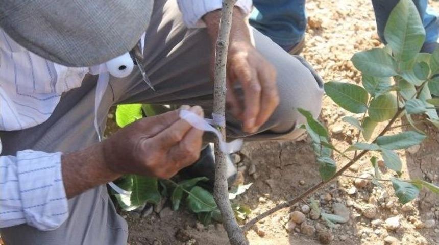 B&ouml;lgede 3 Milyon Fıstık Ağacı, Siirt Fıstık &Ccedil;eşidiyle Aşılanıyor