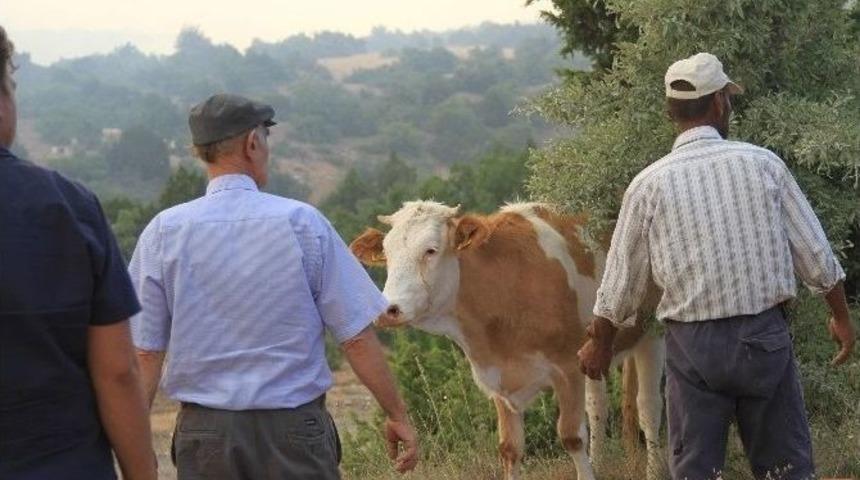 Yangın Alanına Koşan İnek Paniğe Neden Oldu