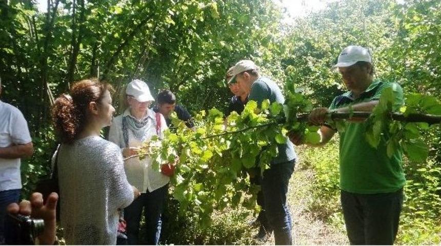 Samsun’un Fındık Rekoltesinde Büyük Düşüş