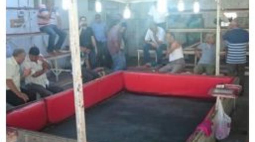 Horoz D&ouml;v&uuml;ş&uuml;ne Polis Baskını