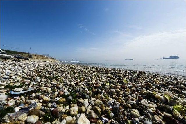 Gürpınar Ve Marina’daki Halk Plajlarında Yapılan Ölçümlerde Deniz Tertemiz