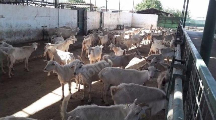 &Ccedil;obanlar Da Sanal Alema Ayak Uydurdu