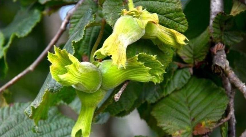 Giresun&rsquo;un İl&ccedil;eleri İle Birlikte Fındık Rekoltesi 54 Bin Ton Olarak Belirlendi