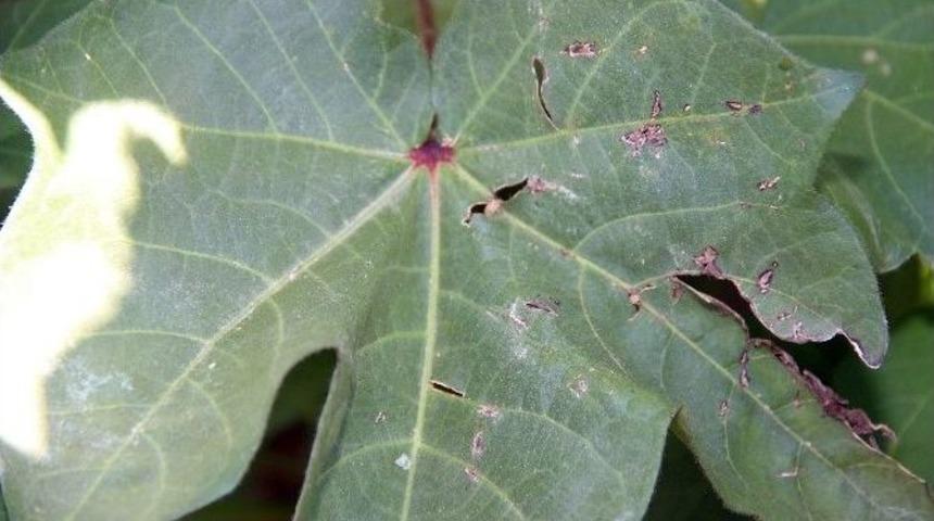&ldquo;beyaz Altın&rdquo;da Tehlike &Ccedil;anları
