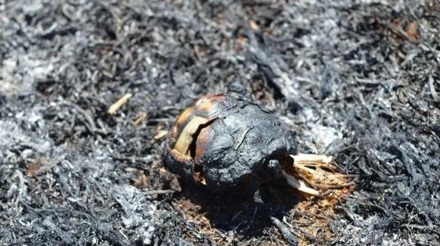 Anız Yangınında Yavru Kablumbağa Telef Oldu