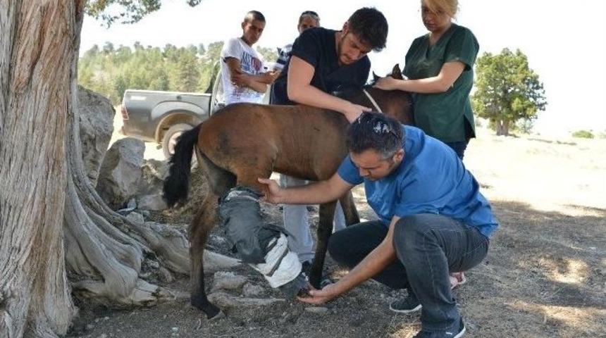 Yaralı At Yavrusuna İlk M&uuml;dahale Konyaaltı Belediyesi&rsquo;nden