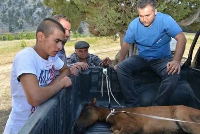 Yaralı At Yavrusuna İlk Müdahale Konyaaltı Belediyesi’nden