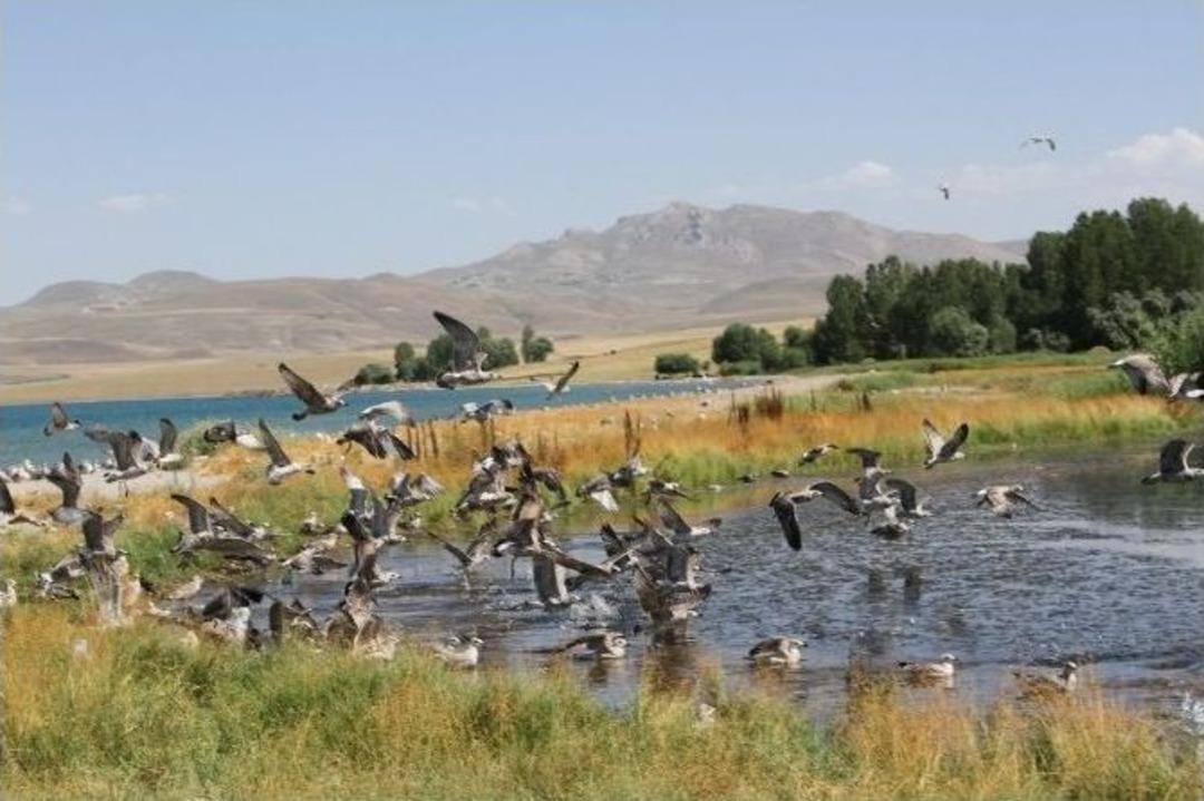 Van&rsquo;da Kuş &Ouml;l&uuml;mleri