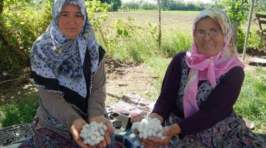 Samsun&rsquo;da İpek B&ouml;ceği Yetiştiriciliği Artıyor