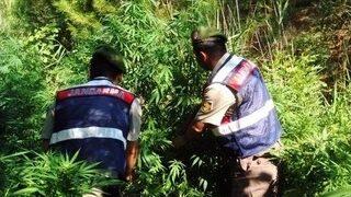 Kenevir Tarlalarına Operasyon