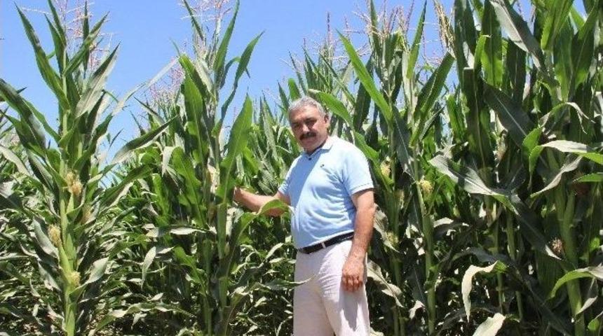 Karamanlı &Ccedil;ift&ccedil;i Umudunu Mısıra Bağladı