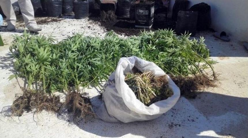 Saksı&rsquo;da Kenevire Su&ccedil;&uuml;st&uuml;