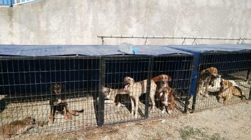 Hisarcık Belediyesi Sokak K&ouml;peklerine Sahip &Ccedil;ıktı