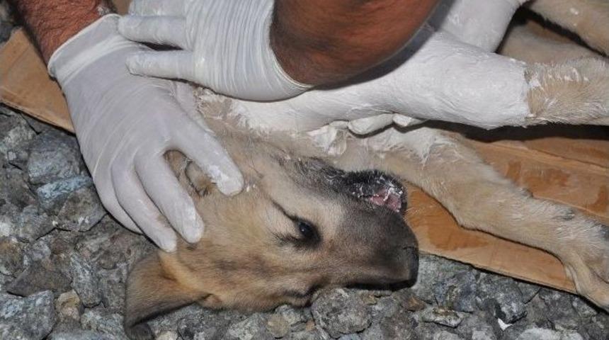 Ayağı Kırılan Köpeği Ortopedi Çalışanı Tedavi Etti