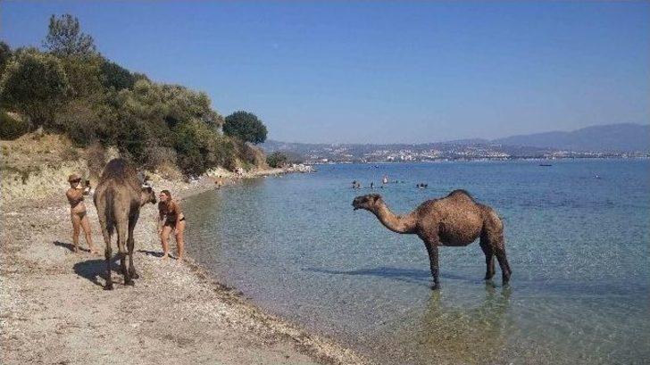 Kuşadası’ndaki Eski Çıplaklar Kampı Develere Emanet G1