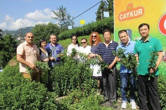 ’rize Şekeri’nde Fabrika Hazırlığı