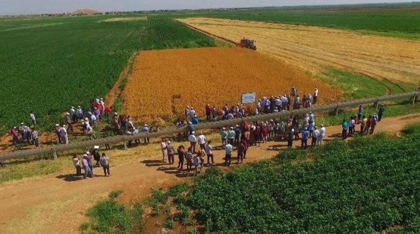 Şanlıurfa&rsquo;da Tarla G&uuml;n&uuml; D&uuml;zenlendi