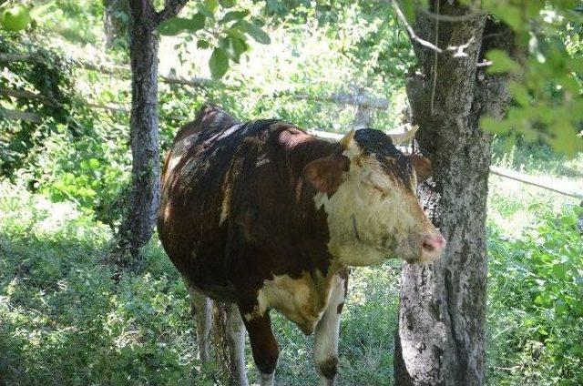 Ahırda Çıkan Yangında Hayvanlar Güçlükle Kurtarıldı