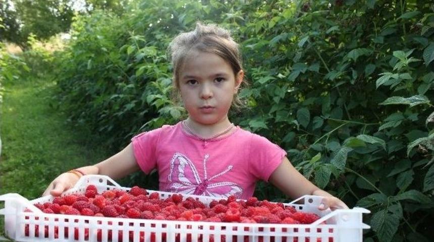 Bosna Hersek&rsquo;te Tika Tarafından Başlatılan "ahududu Yetiştiriciliği Projesi" İlk Hasadı Verdi