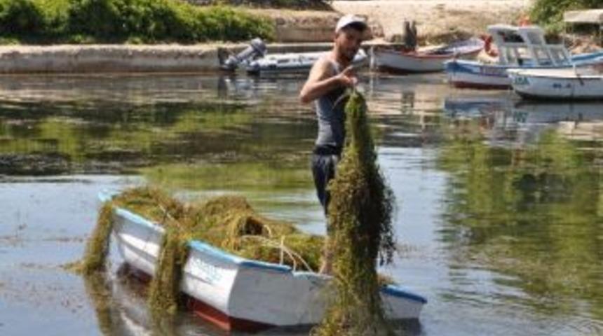 Yeşilada Balık&ccedil;ı Barınağı Temizlendi
