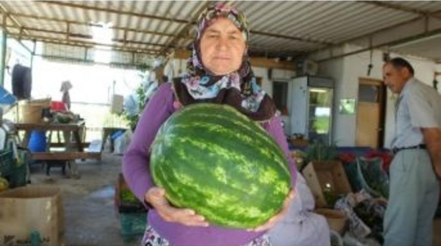 Kadriye Hanımın &Uuml;rettiği 15 Kiloluk Karpuzlar İlgi G&ouml;rd&uuml;