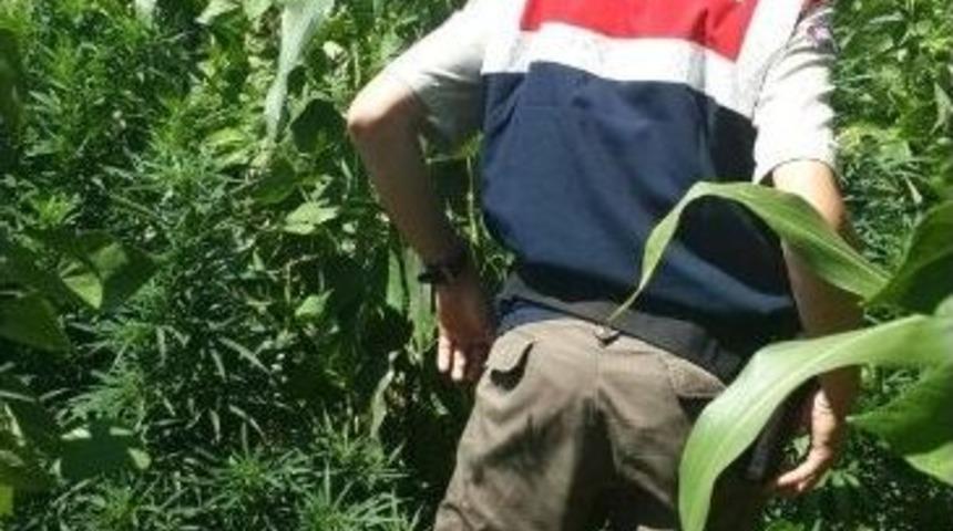 Esrar Yetiştiren Baba İle 2 Oğlu G&ouml;zaltına Alındı