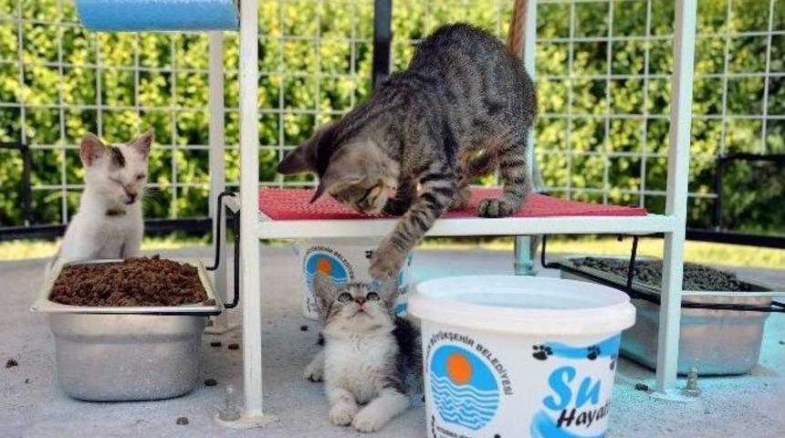 Mersin&rsquo;de 40 Noktaya Daha Kedi Sığınma Evi Yerleştiriliyor