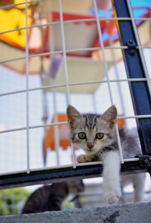 Mersin’de 40 Noktaya Daha Kedi Sığınma Evi Yerleştiriliyor