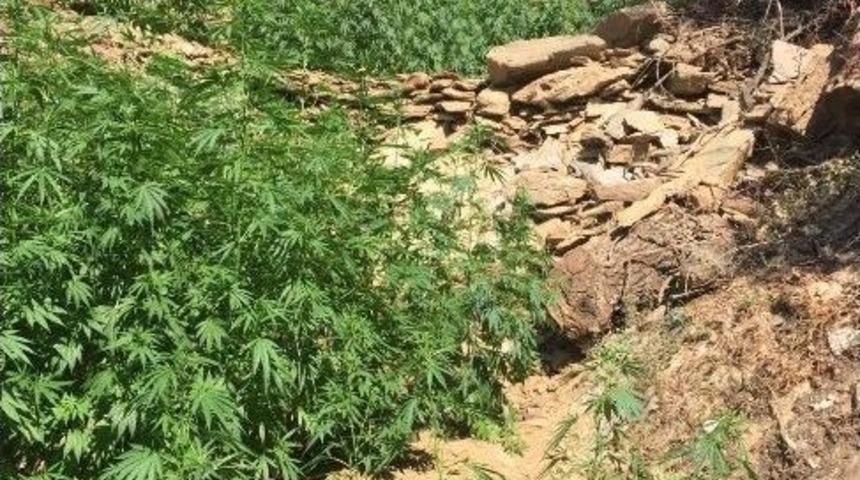 Diktiği Kenevirlerin Bakımını Yaparken Yakalandı