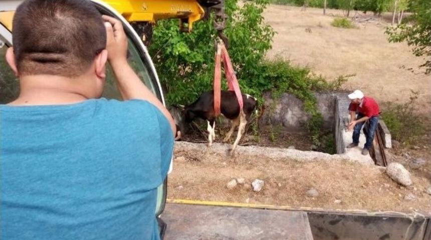 Boş Havuza D&uuml;şen İnek Vin&ccedil;le Kurtarıldı