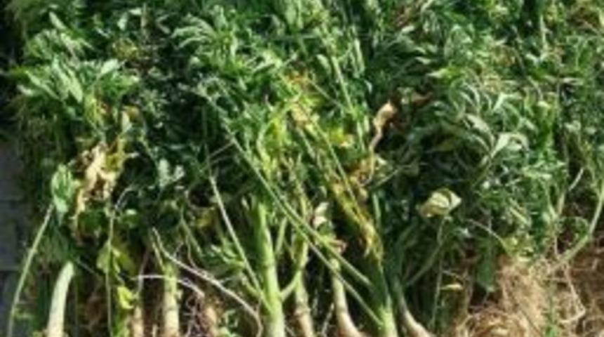 Malatya&rsquo;da 59 Bin K&ouml;k Hint Keneviri Ele Ge&ccedil;irildi