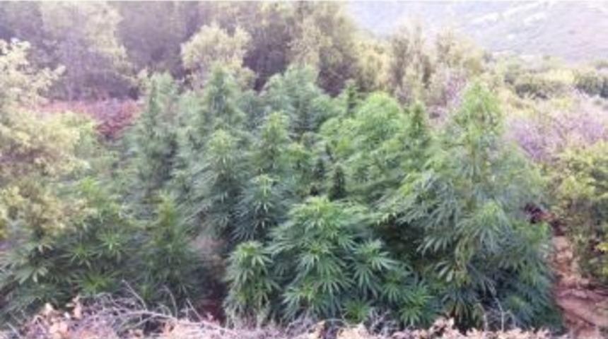 Bozdoğan&rsquo;da Yasa Dışı Ekim Operasyonu