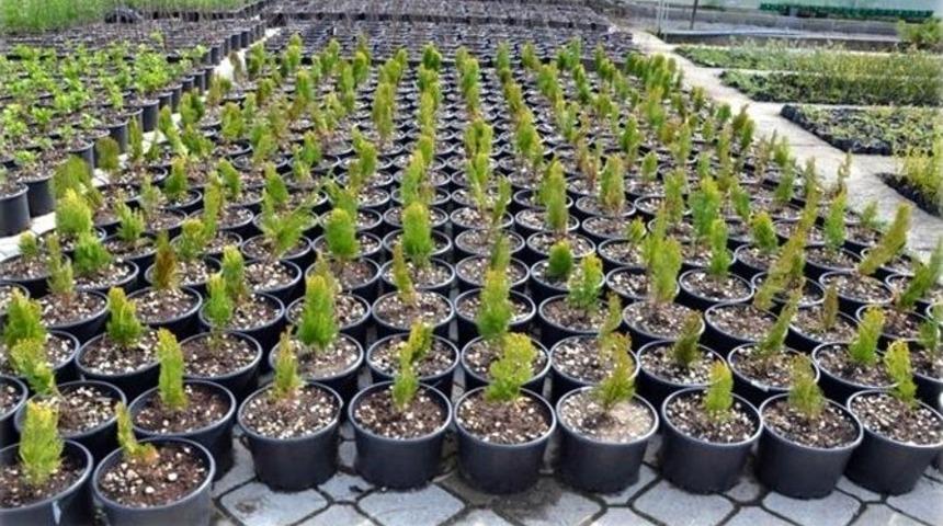 Orman B&ouml;lge M&uuml;d&uuml;rl&uuml;ğ&uuml;&rsquo;nden Samsun&rsquo;a 9.3 Milyon Tl&rsquo;lik Yatırım