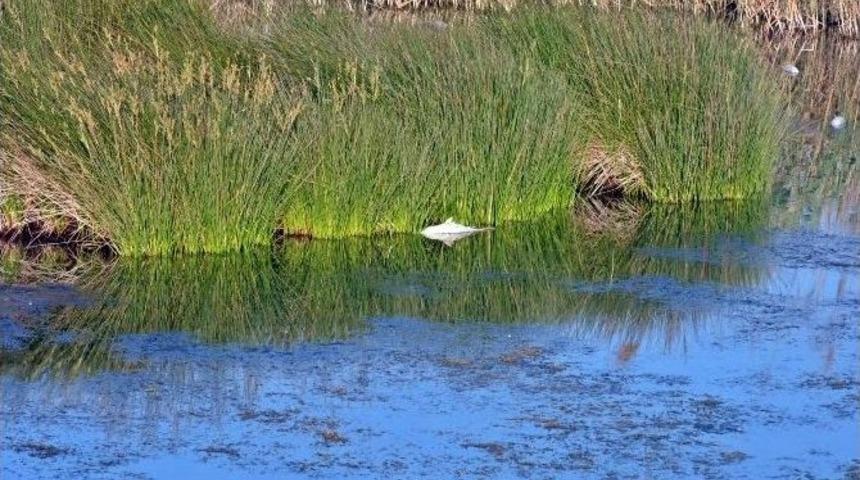 Kuş Cenneti’nde Yüzlerce Balık Telef Oldu