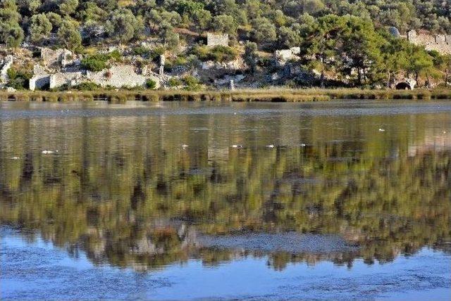 Kuş Cenneti’nde Yüzlerce Balık Telef Oldu