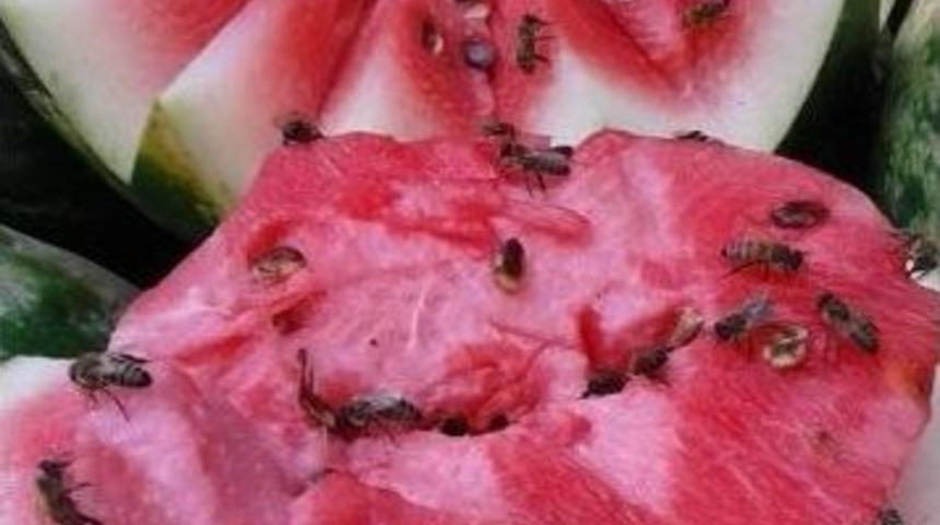 Bu K&ouml;yde &Uuml;r&uuml;nlerin Kalitesini Arılar Belirliyor