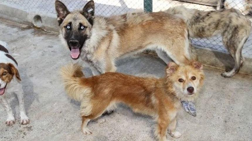 T&uuml;m Tesisler &lsquo;hayvan Dostu&rsquo; Olacak