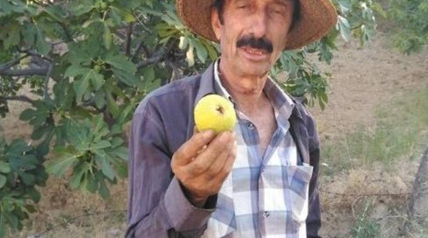 &Ccedil;&ouml;l Sıcakları Aydın İncirini Erken Olgunlaştırdı