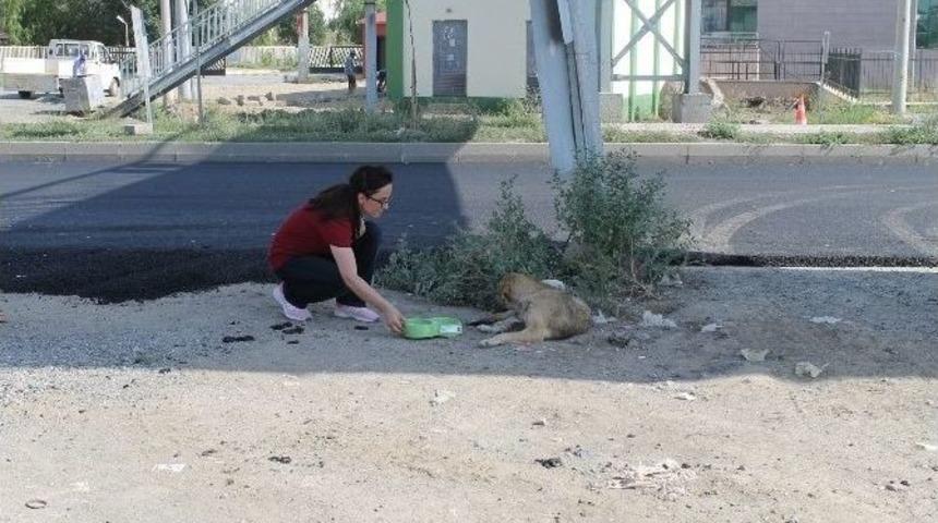Iğdır&rsquo;da Sokak Hayvanları Su Kapları Bırakıldı