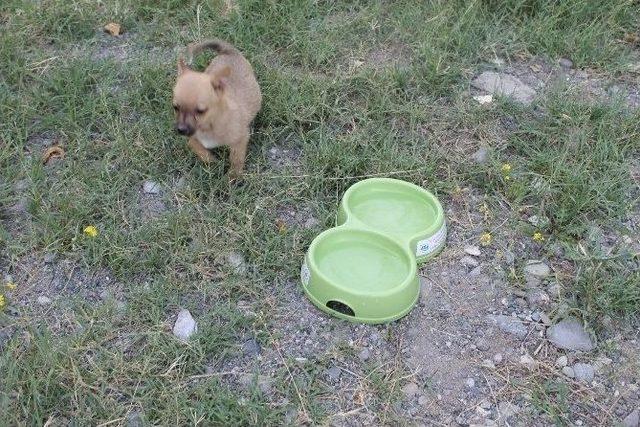 Iğdır’da Sokak Hayvanları Su Kapları Bırakıldı