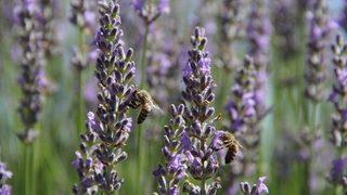 Lavanta Hasadı Başladı