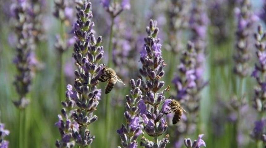 Lavanta Hasadı Başladı