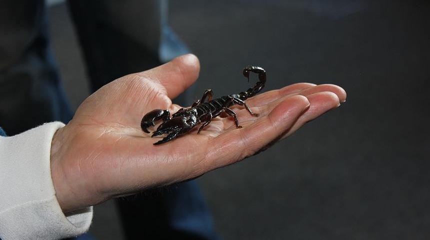 Bir evde 3 bin akrep ele geçirildi