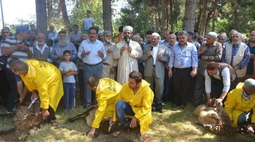 Kahta&rsquo;da Ş&uuml;k&uuml;r Kurbanı Kesildi